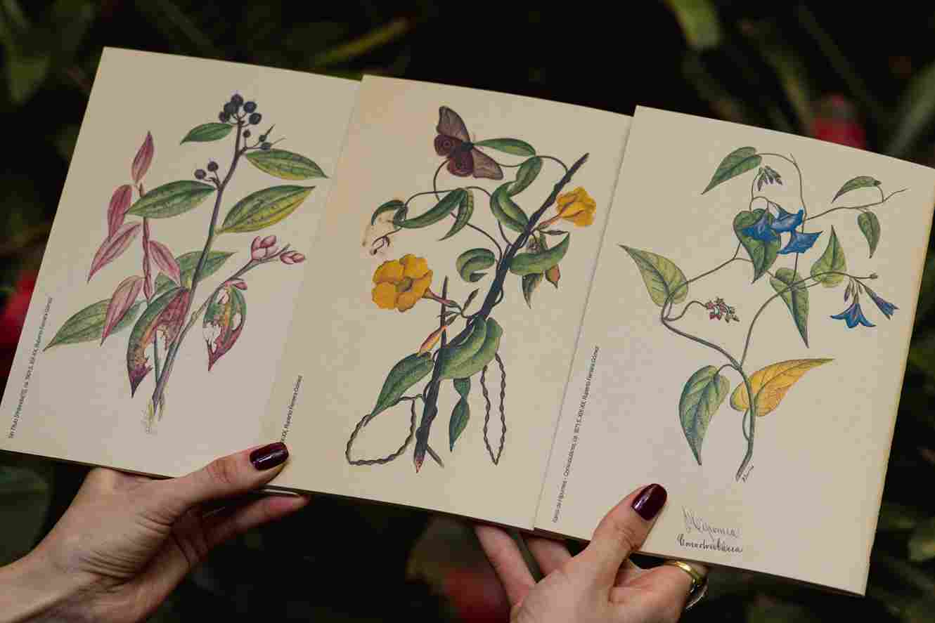 Set de sketchbooks x 3 Ruperto