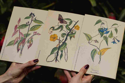 Set de sketchbooks x 3 Ruperto
