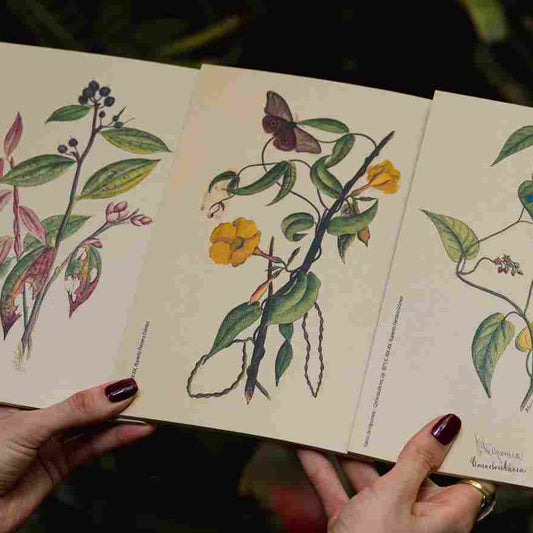 Set de sketchbooks x 3 Ruperto